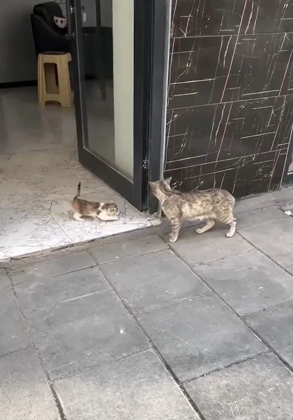 "제 아기 치료해 주세요"…아픈 새끼 물고 동물병원 찾은 어미 고양이 | 인스티즈