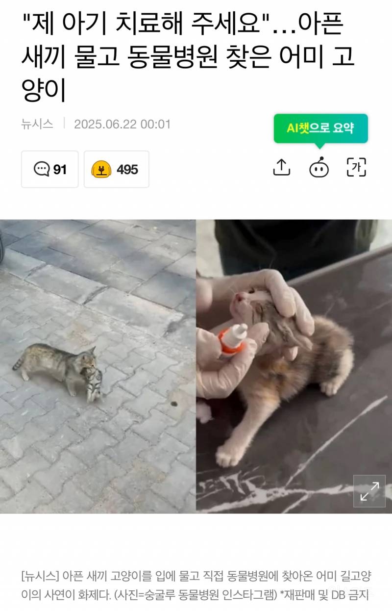  제 아기 치료해 주세요…아픈 새끼 물고 동물병원 찾은 어미 고양이