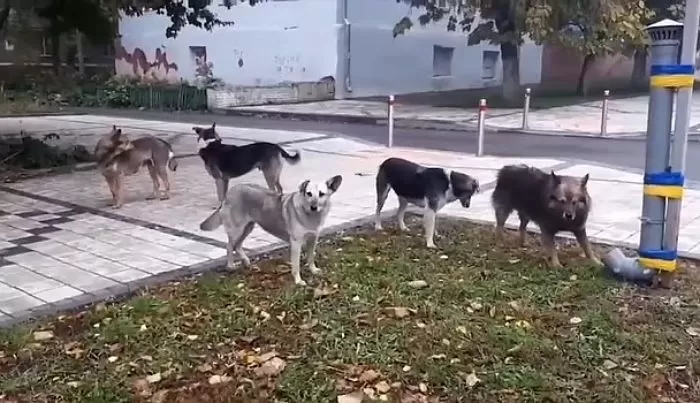 주인 잃은 우크라이나 반려견들 위해 무료 급식소 설치했더니...줄 서서 차례 기다리는 강아지들 | 인스티즈