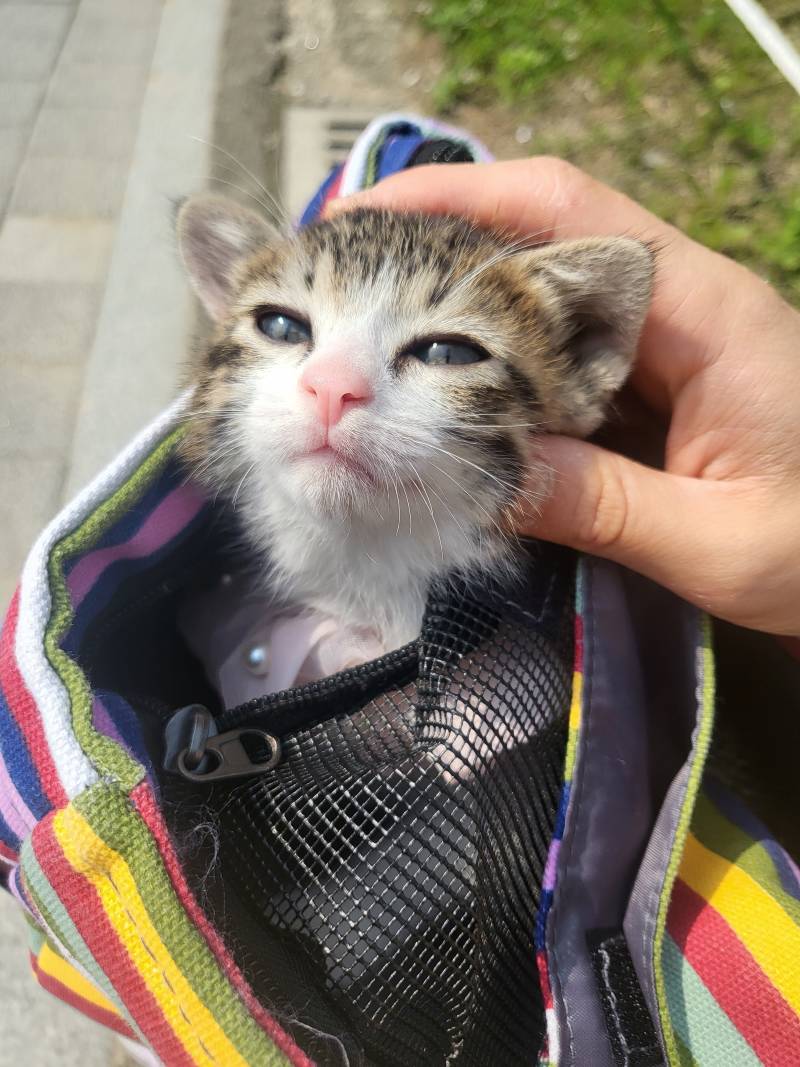 [잡담] 우리아빠가 고양이 크면 역변한다했는데 | 인스티즈