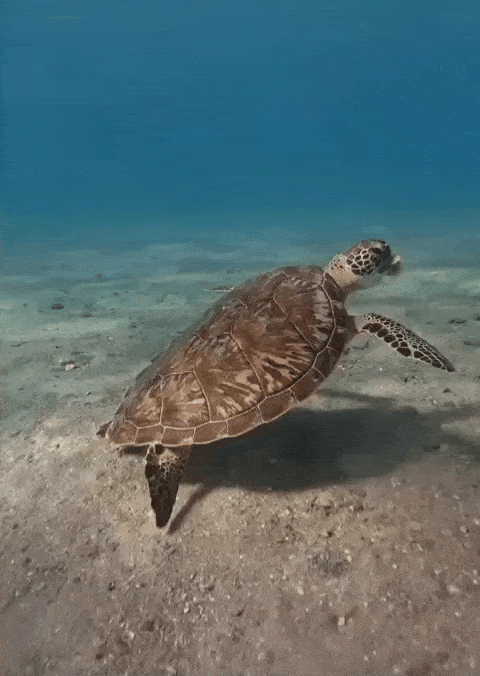 맛 없어서 화난 거북이.gif | 인스티즈