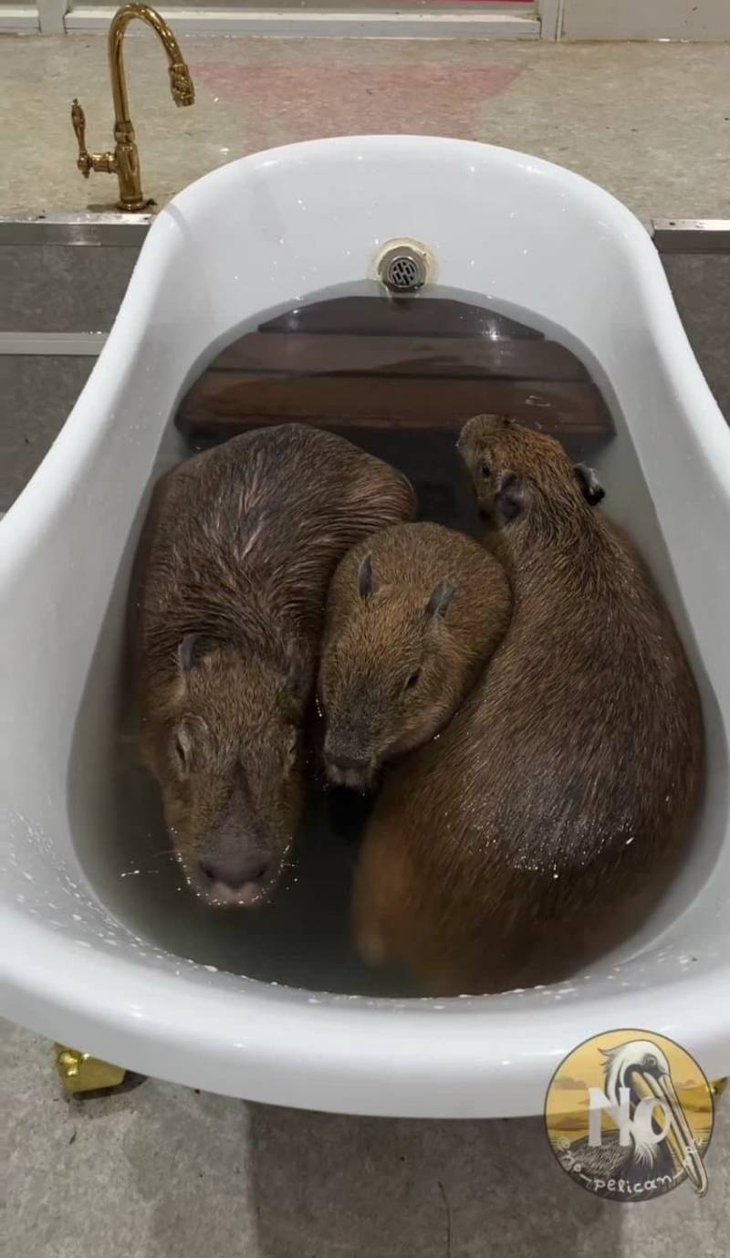 [잡담] 얘 무슨동물이야? 첨보는데 | 인스티즈