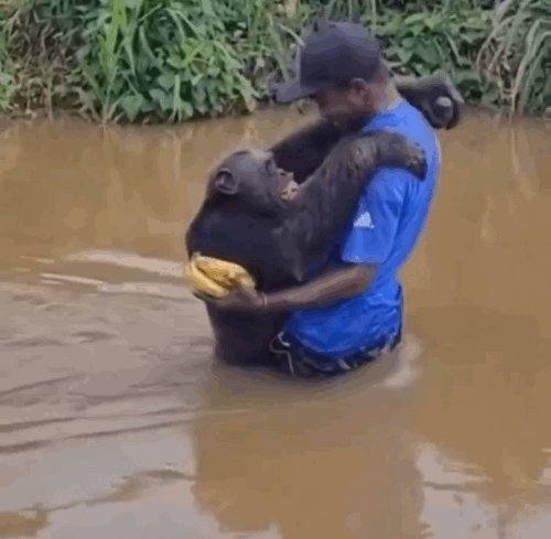 "바나나보다 구조자"…몇 년 전 구해준 남자 폭 껴안은 침팬지 | 인스티즈
