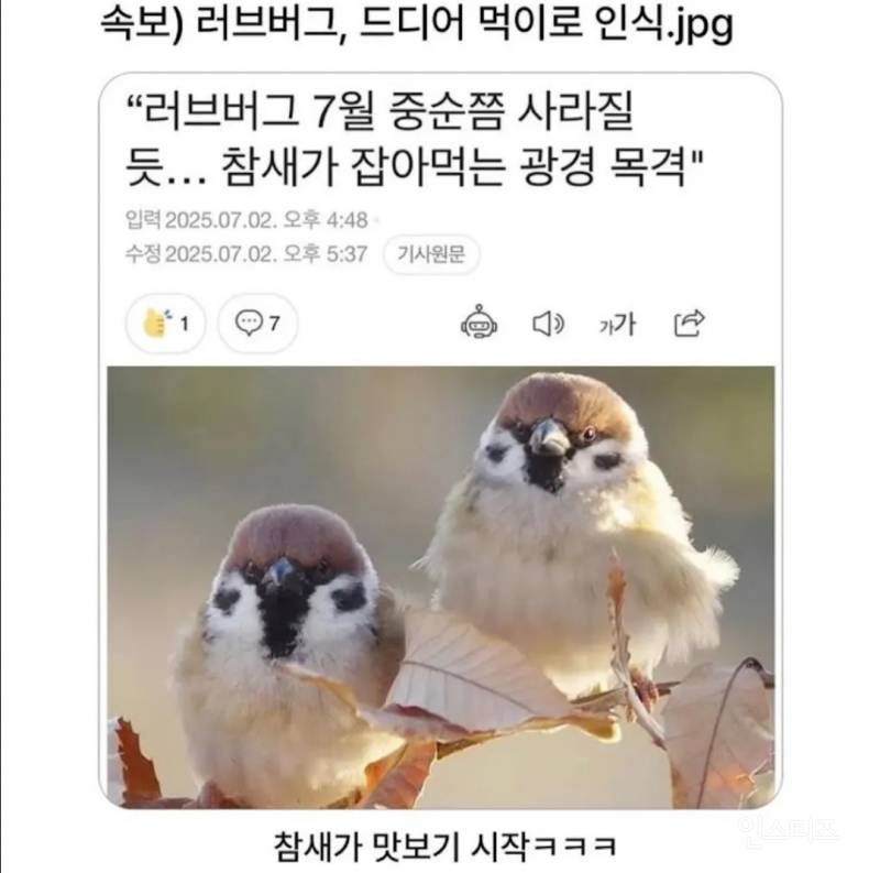 속보) 참새, 러브버그 드디어 먹이로 인식?.jpg | 인스티즈