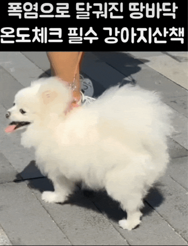 여름 강아지 산책시 주의사항 | 인스티즈