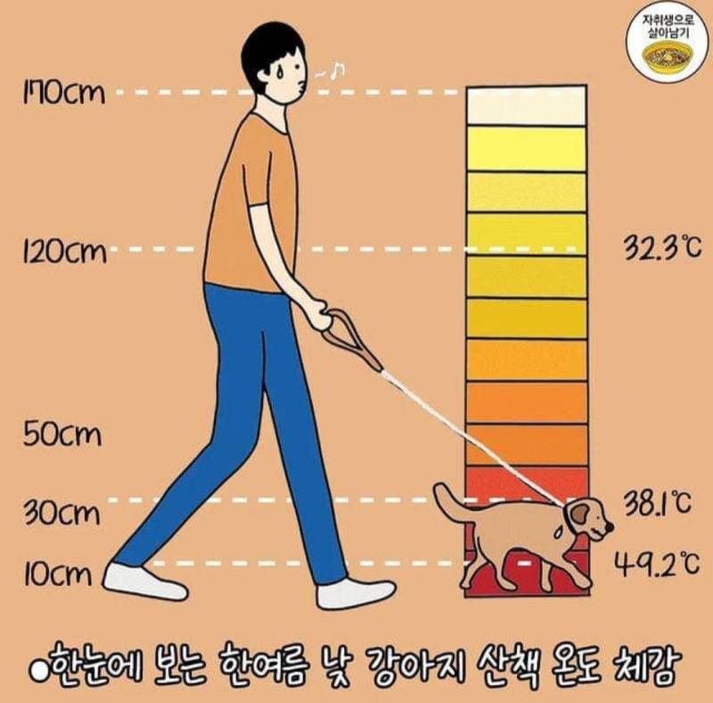 여름 강아지 산책시 주의사항 | 인스티즈
