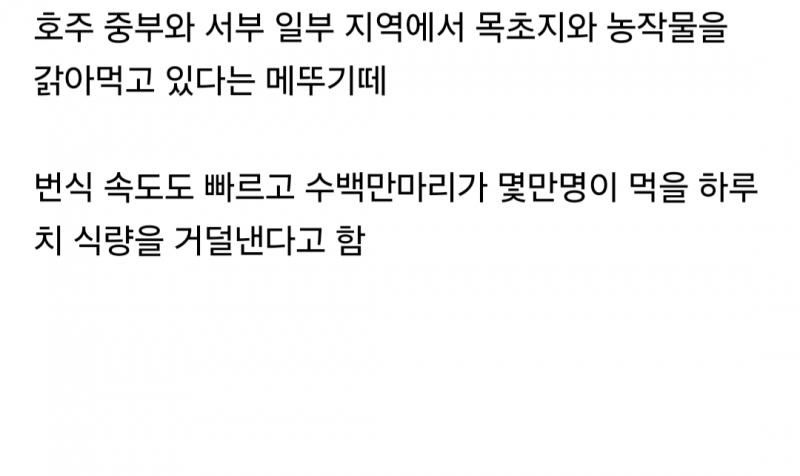 한국에서 러브버그로 난리일때 호주 상황(혐오주의) | 인스티즈