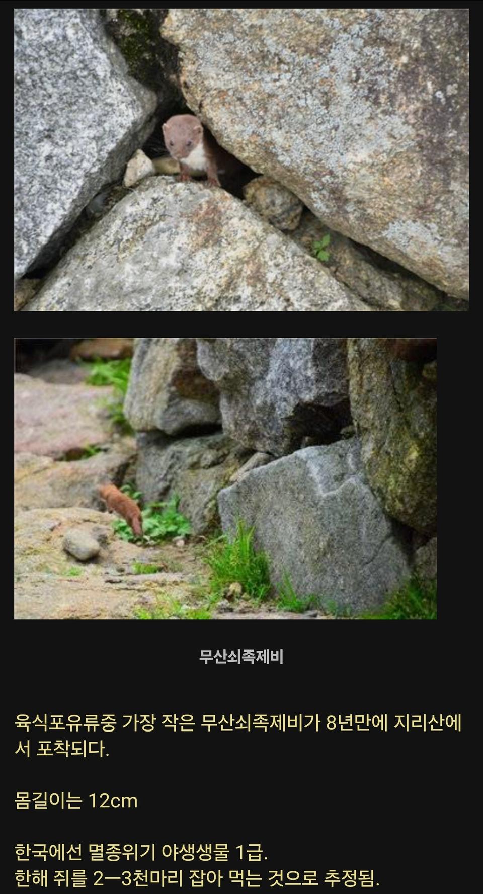 8년만에 지리산에서 발견된 희귀동물.jpg | 인스티즈