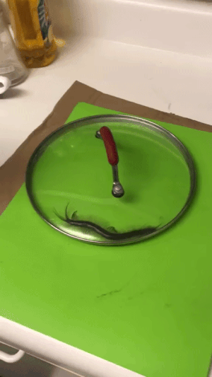 🚨혐오주의) 잡아서 버릴 수 있다 vs 집을 버린다 | 인스티즈