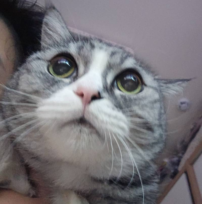 [잡담] 11년째 귀여움 | 인스티즈