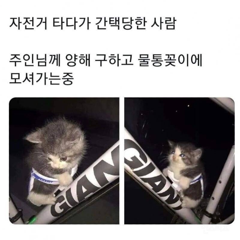 고양이에게 간택 당한 라이더 | 인스티즈