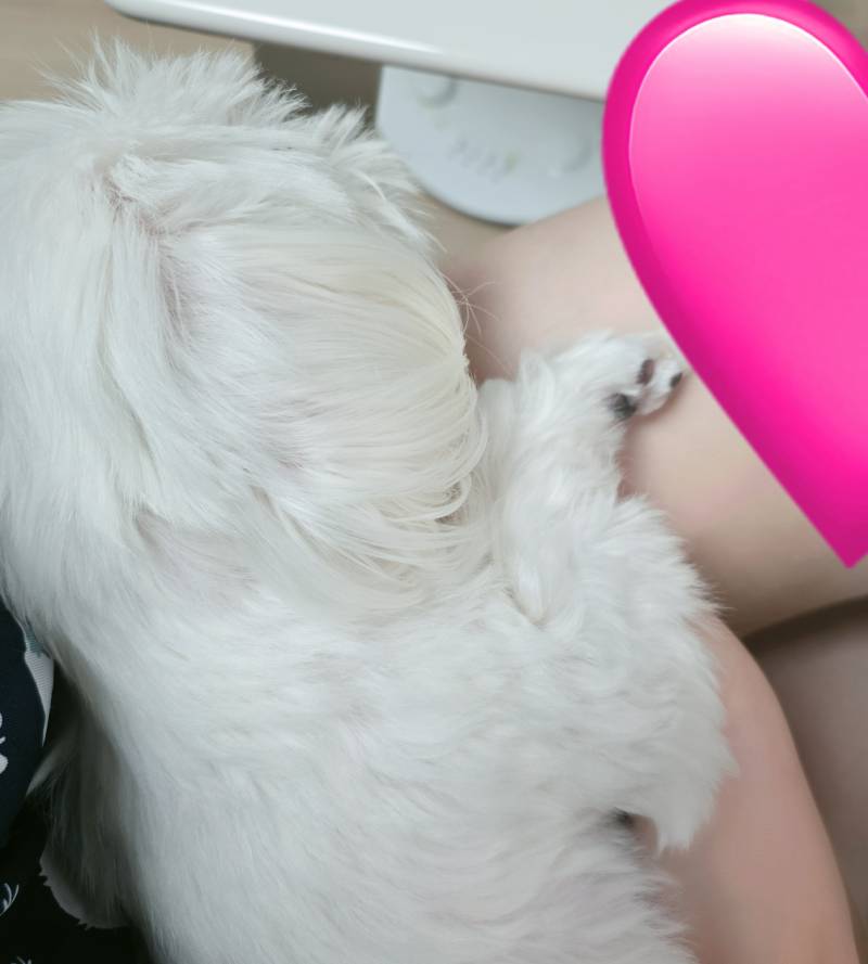 [잡담] 강아지가 자꾸 안아달래 | 인스티즈