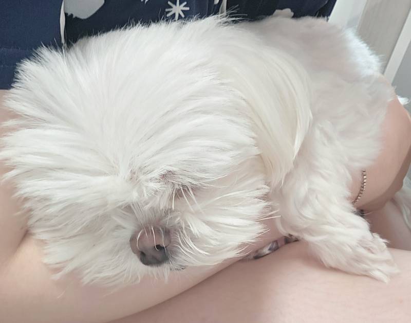 [잡담] 강아지가 자꾸 안아달래 | 인스티즈
