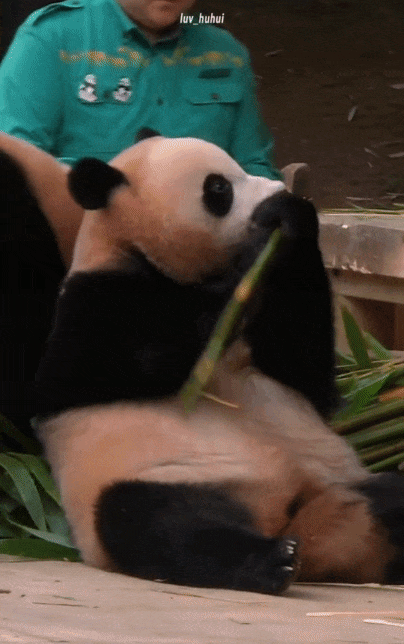 오늘 개웃긴 후이바오 워토우 버리는 스킬ㅋㅋㅋ🐼😄😁 | 인스티즈