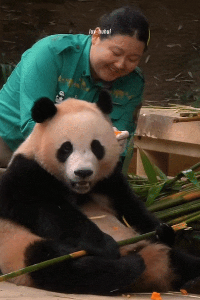 오늘 개웃긴 후이바오 워토우 버리는 스킬ㅋㅋㅋ🐼😄😁 | 인스티즈