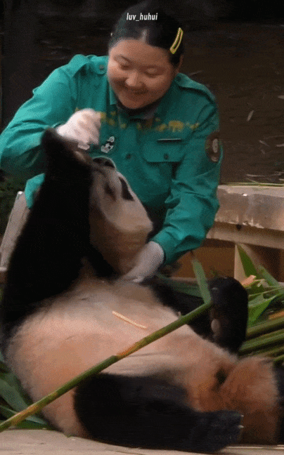 오늘 개웃긴 후이바오 워토우 버리는 스킬ㅋㅋㅋ🐼😄😁 | 인스티즈