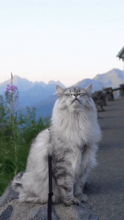 어떻게 고양이 이름이 라인하르트임? | 인스티즈