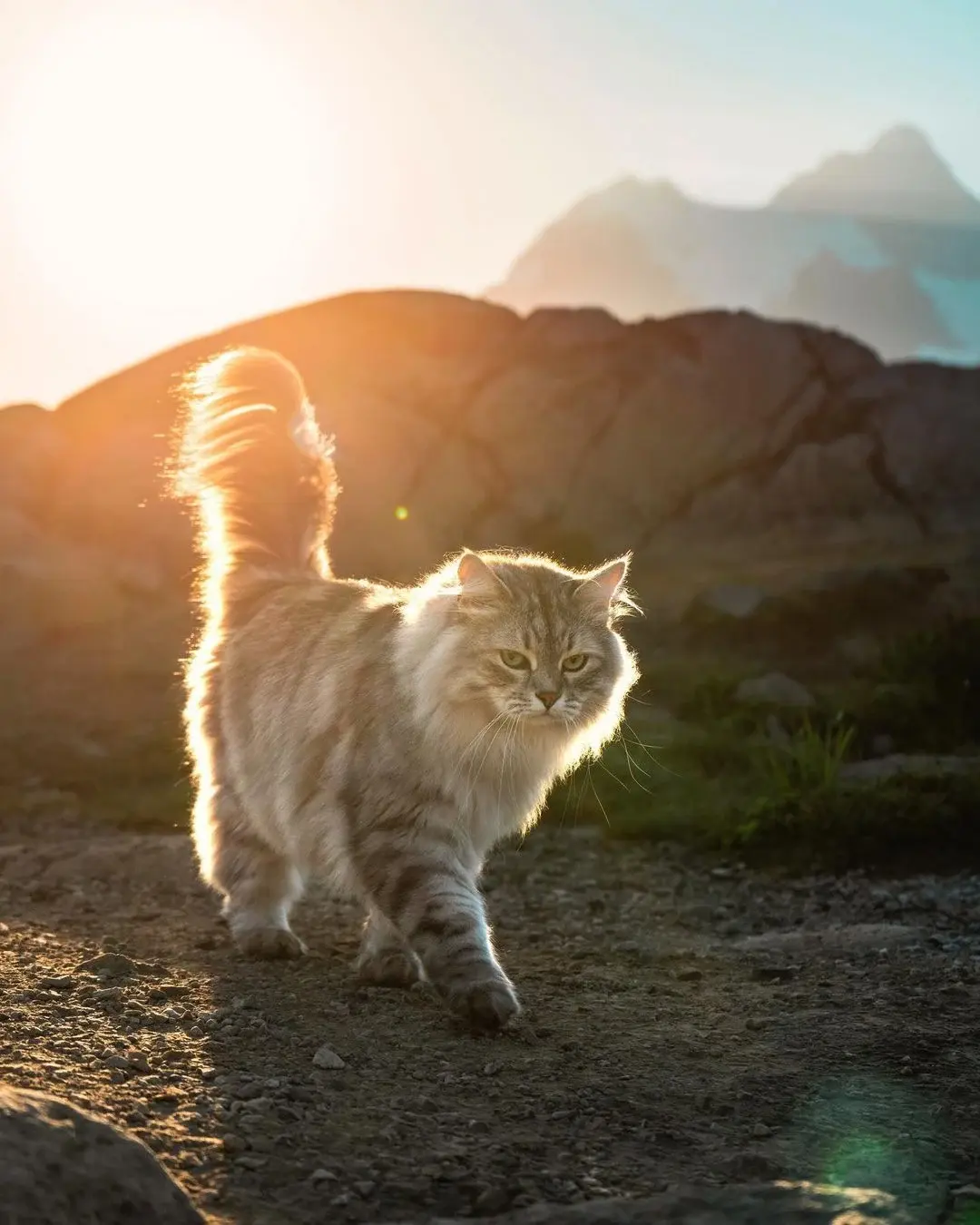 어떻게 고양이 이름이 라인하르트임? | 인스티즈