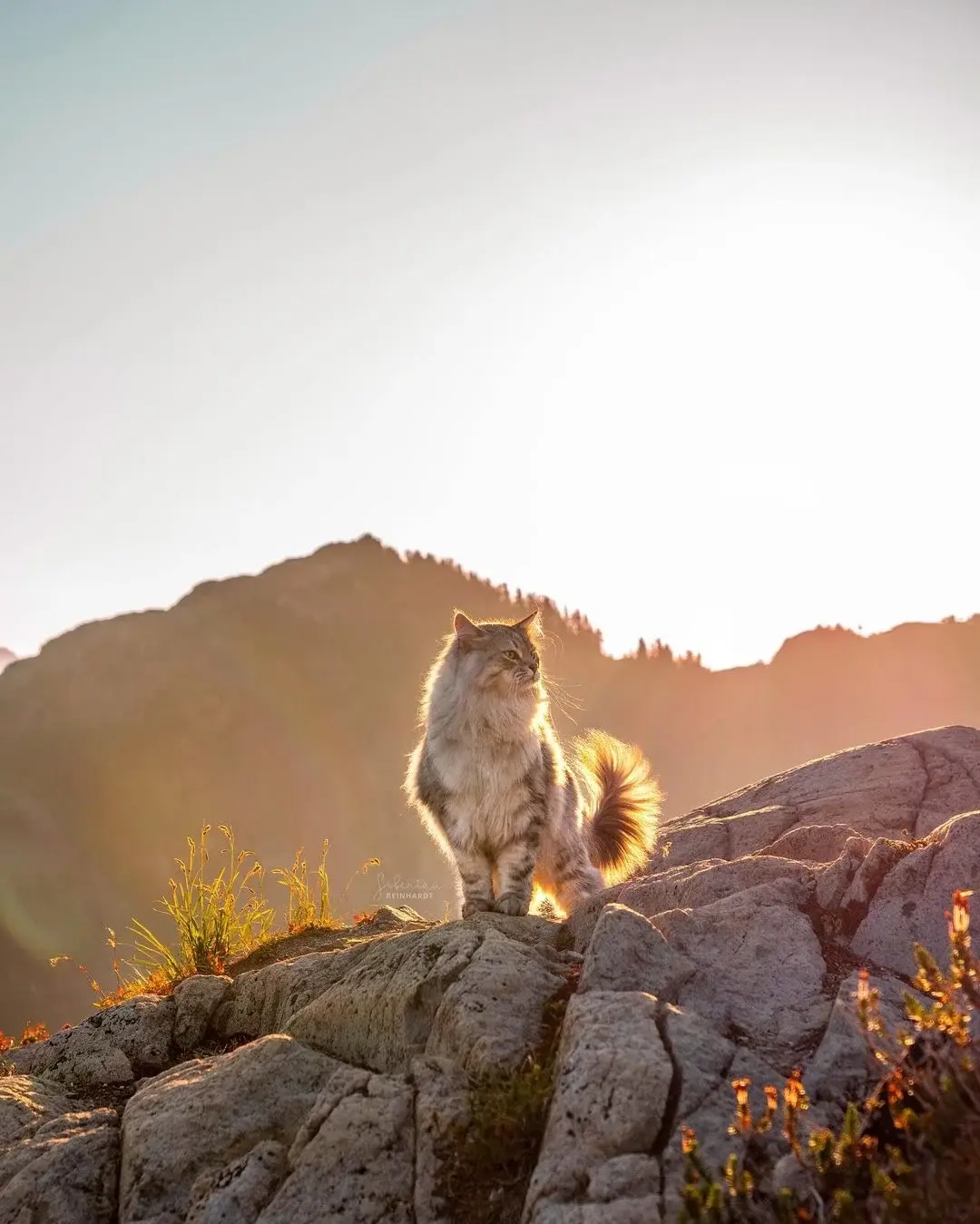 어떻게 고양이 이름이 라인하르트임? | 인스티즈
