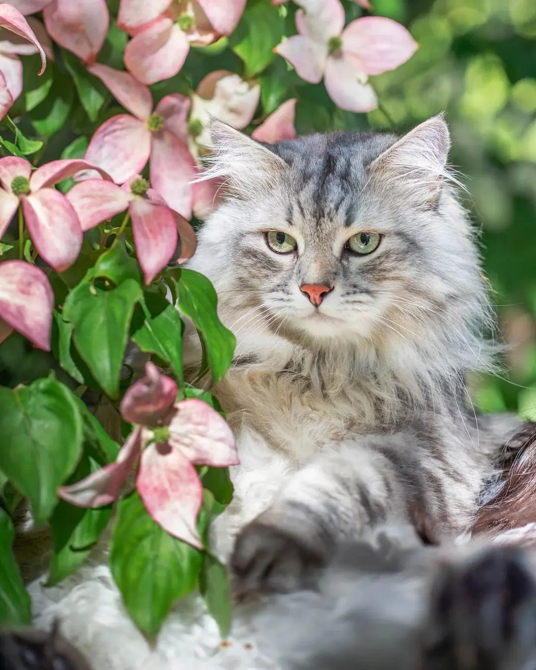 어떻게 고양이 이름이 라인하르트임? | 인스티즈