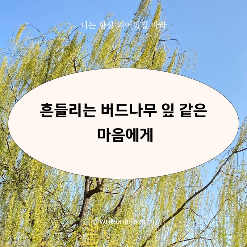 [피어있길바라] 흔들리는 버드나무 잎 같은 마음에게 | 인스티즈