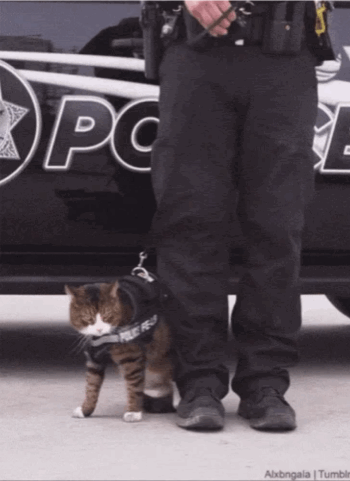 사실 고양이 산책 묘바묘다? 산책 좋아하는 애들도 있다? | 인스티즈