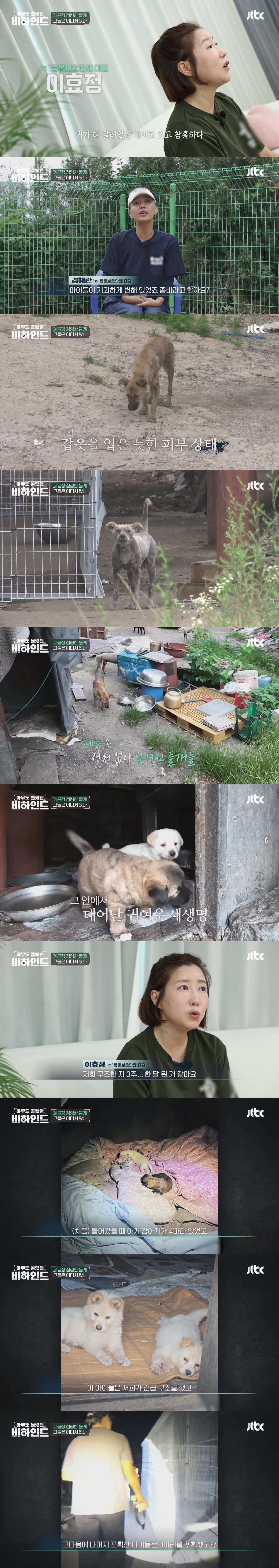 폐공장에 버려진 들개를 구조하는 사람들 | 인스티즈