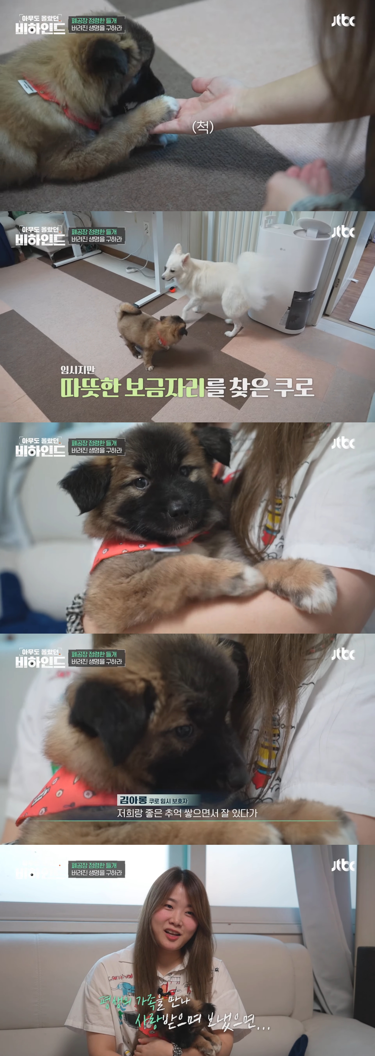 폐공장에 버려진 들개를 구조하는 사람들 | 인스티즈