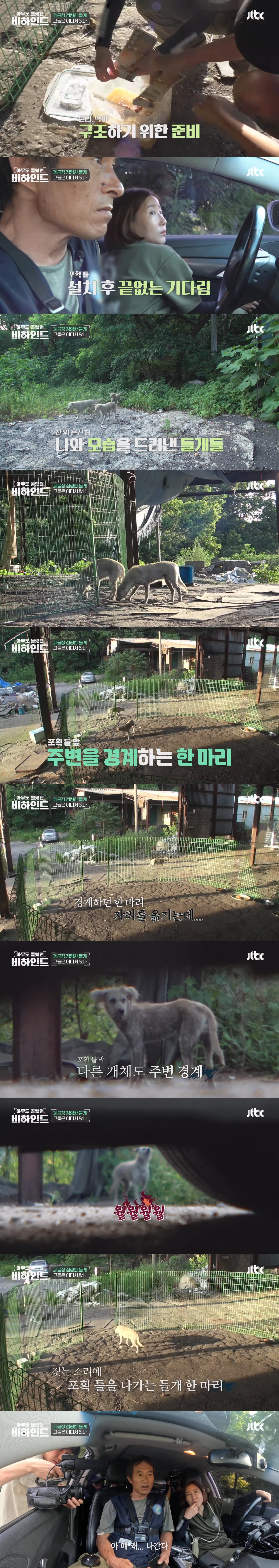 폐공장에 버려진 들개를 구조하는 사람들 | 인스티즈