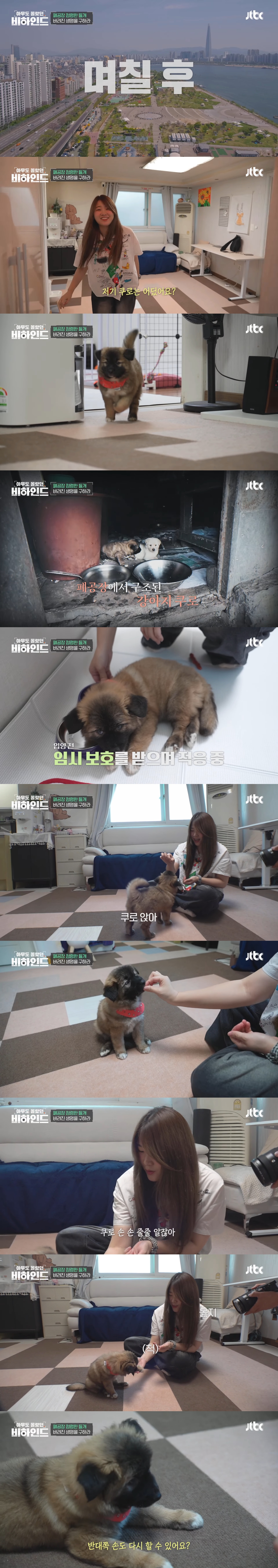 폐공장에 버려진 들개를 구조하는 사람들 | 인스티즈