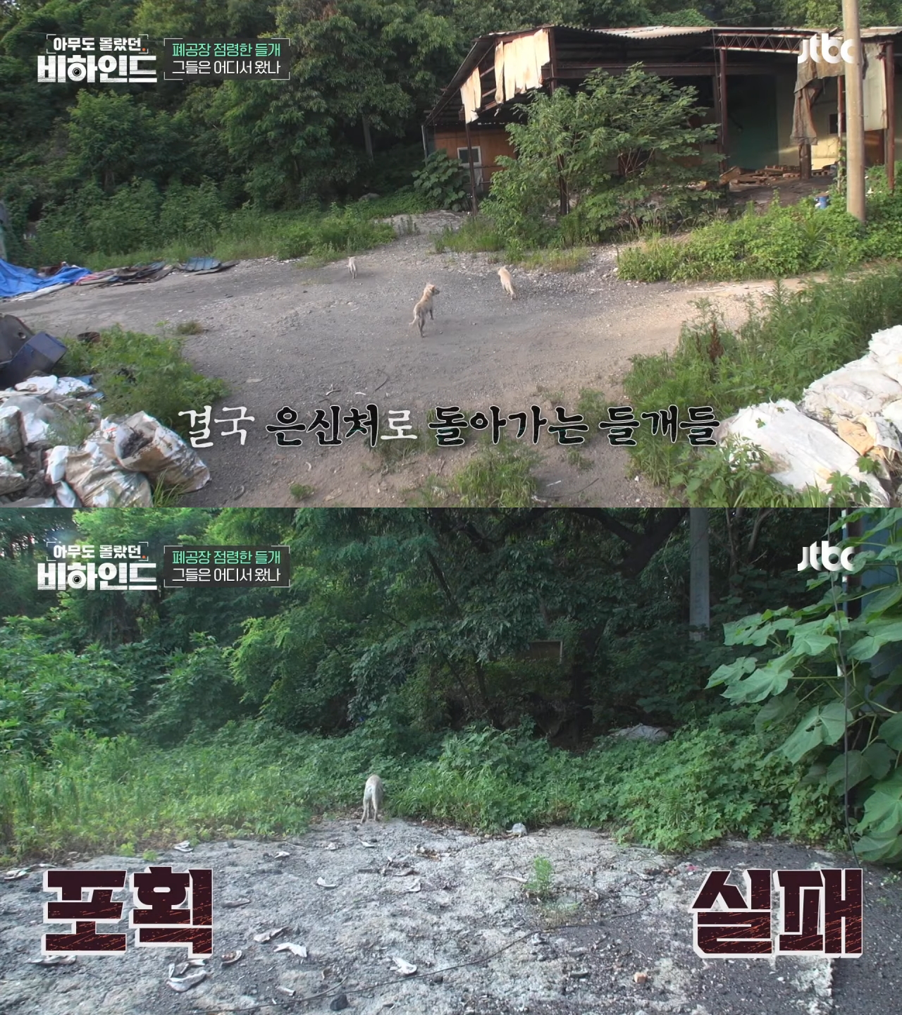 폐공장에 버려진 들개를 구조하는 사람들 | 인스티즈