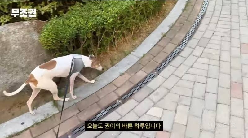 가끔 1일 3산책도 한다는 반려인 .jpg | 인스티즈