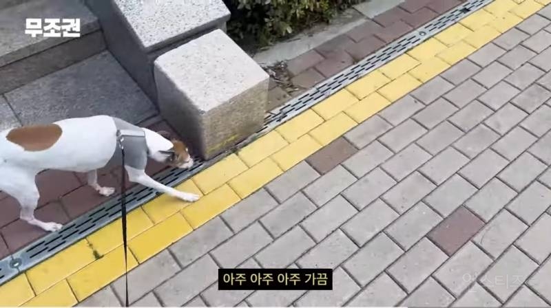 가끔 1일 3산책도 한다는 반려인 .jpg | 인스티즈