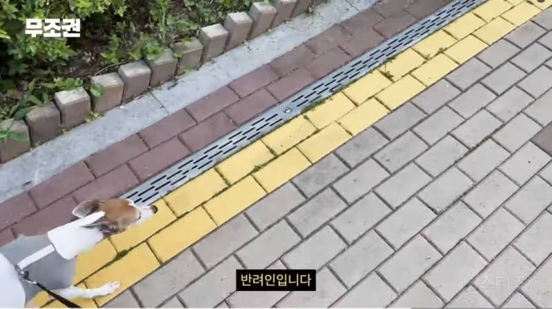 가끔 1일 3산책도 한다는 반려인 .jpg | 인스티즈