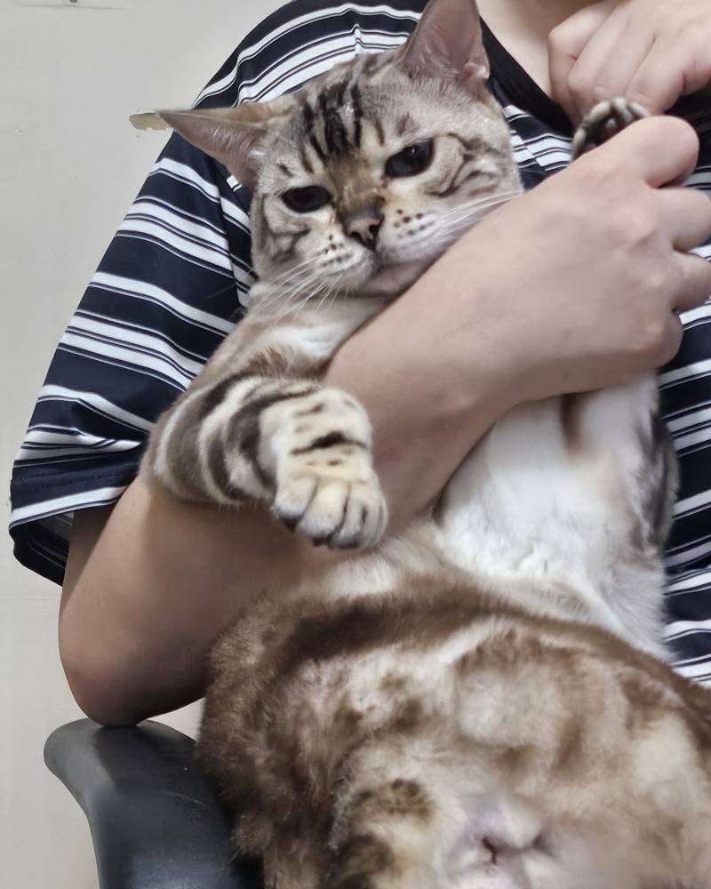 [잡담] 고양이의 날 우리 주인님 짤 털어요❤ | 인스티즈