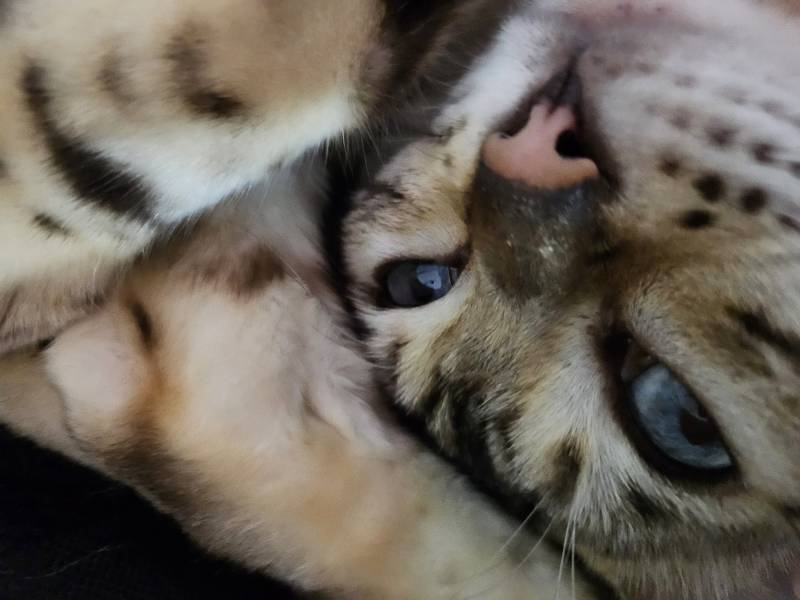 [잡담] 고양이의 날 우리 주인님 짤 털어요❤ | 인스티즈