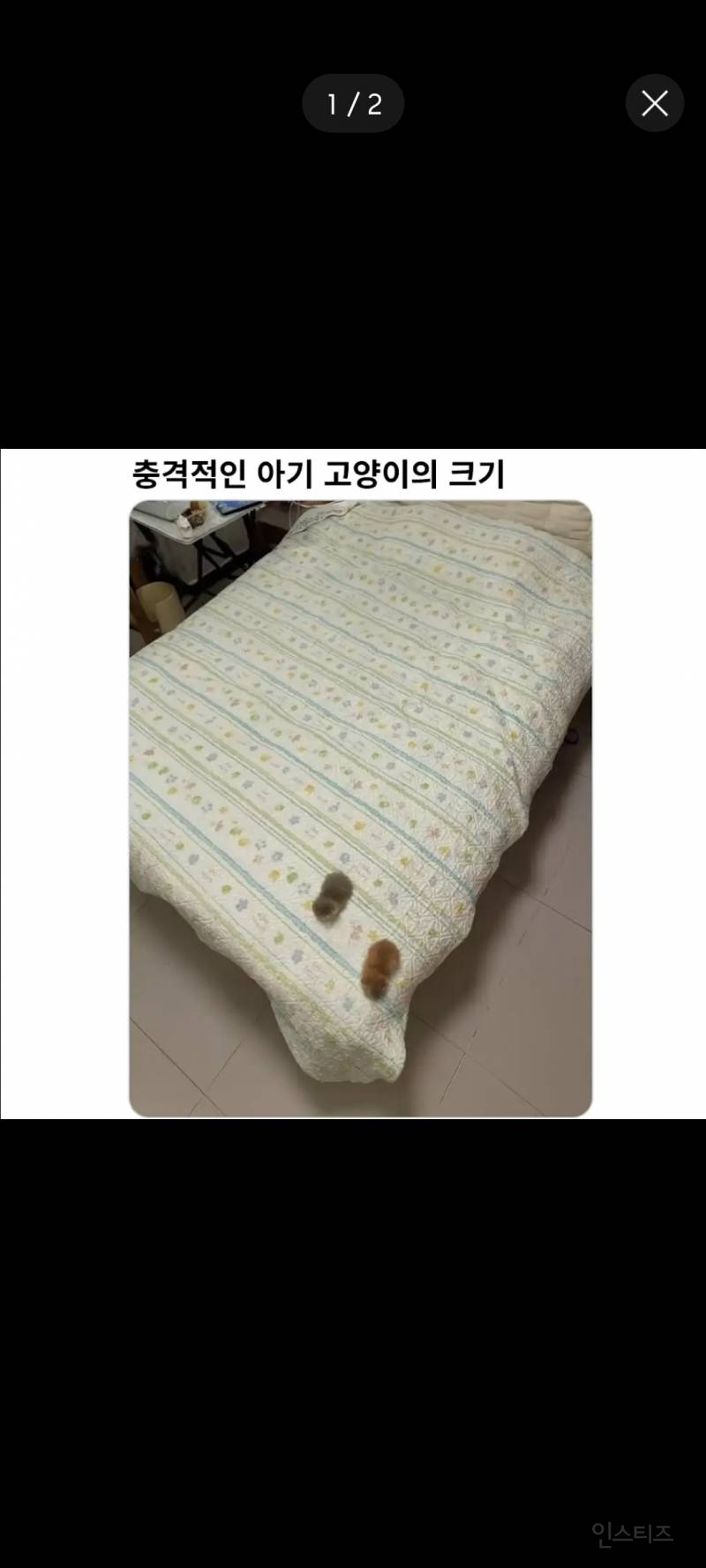 충격적인 아기 고양이의 크기 ㅋㅋㅋ | 인스티즈