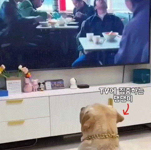 tv에 너무 몰입한 강아지😍 | 인스티즈
