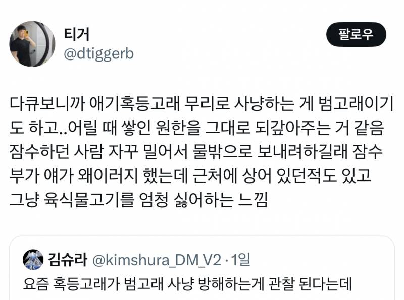 요즘 혹등고래가 범고래 사냥 방해하는게 관찰된다는데...twt | 인스티즈