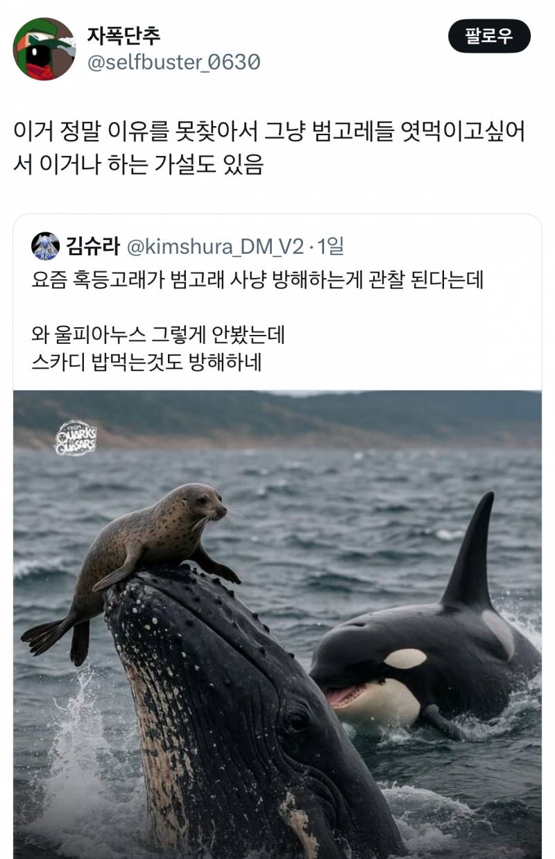요즘 혹등고래가 범고래 사냥 방해하는게 관찰된다는데...twt | 인스티즈