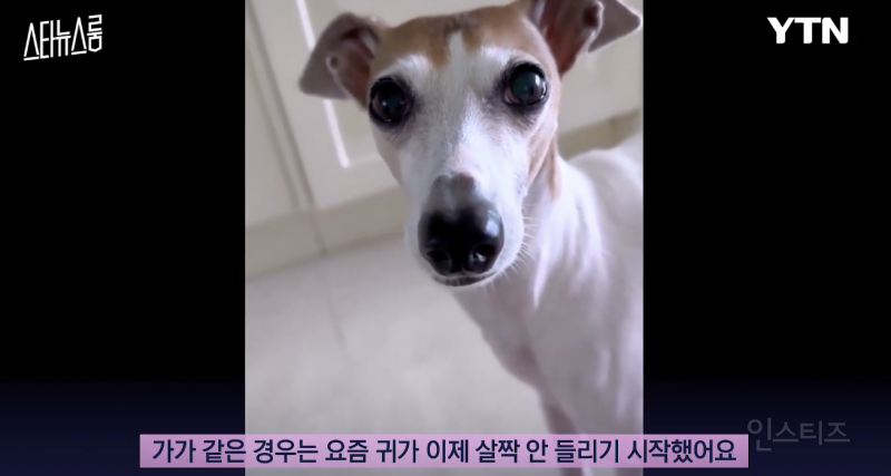 노견을 키우는 반려인의 마음가짐 .jpg | 인스티즈