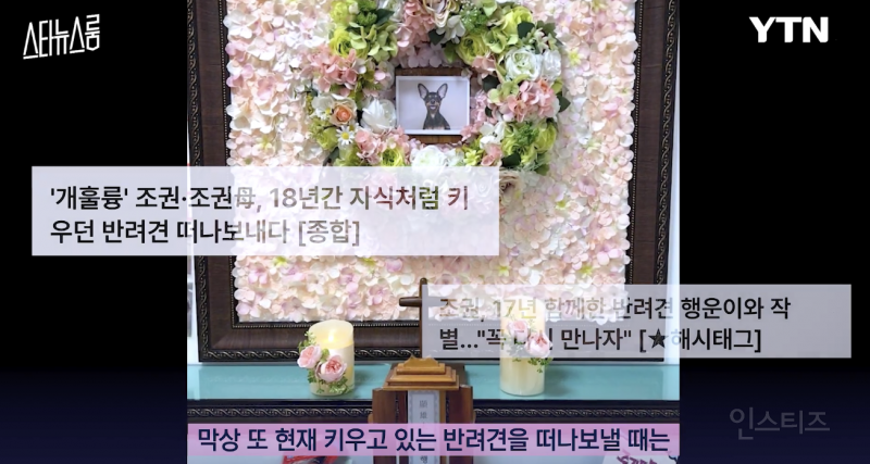 노견을 키우는 반려인의 마음가짐 .jpg | 인스티즈