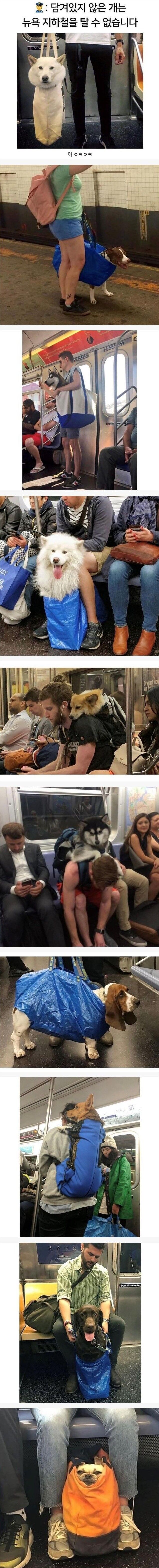 담겨있지 않은 개는 뉴욕 지하철을 탈 수 없습니다 | 인스티즈