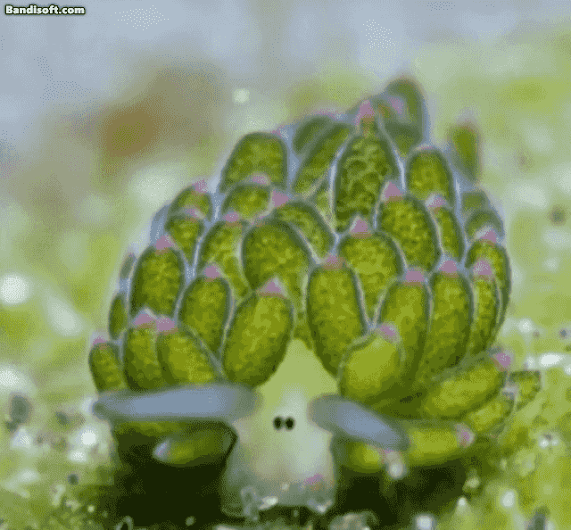 신기하게 생긴 동물 1위.jpgif | 인스티즈