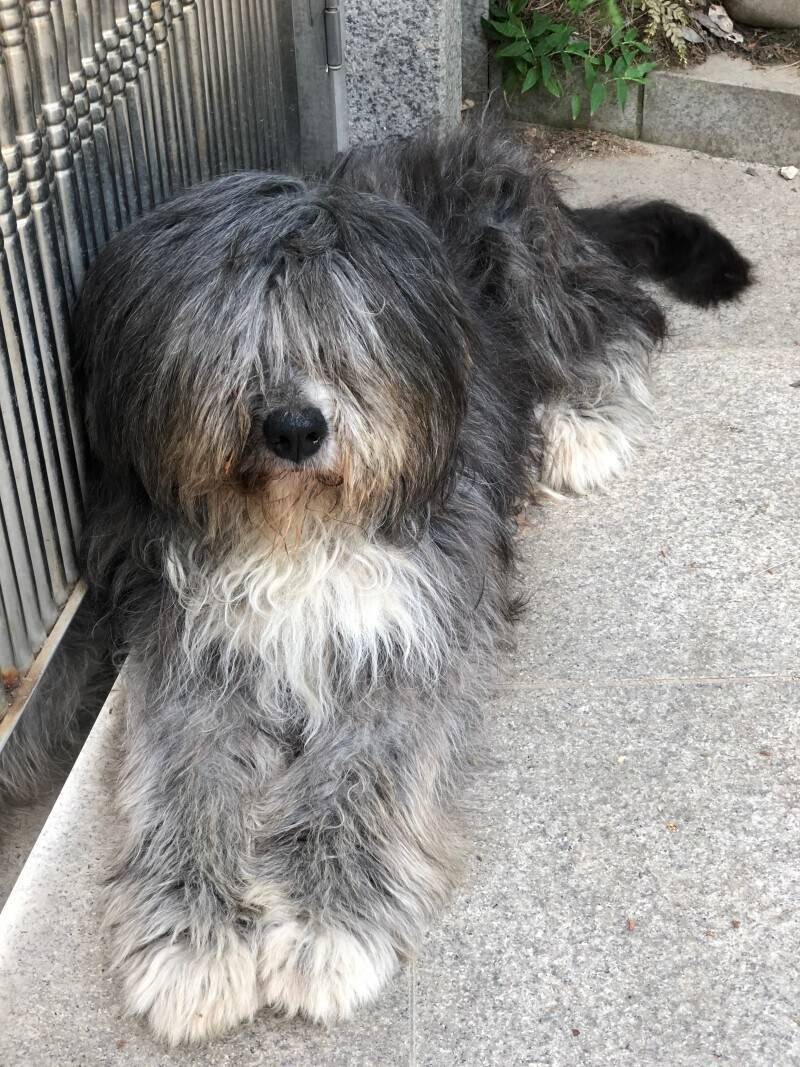 삽살개 삭발 전/후 | 인스티즈