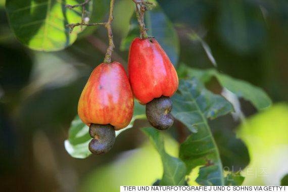 캐슈넛의 비밀 | 인스티즈