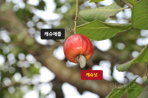 캐슈넛의 비밀 | 인스티즈