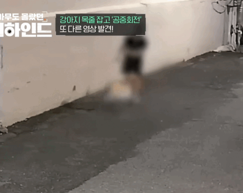 강아지 목줄 잡고 공중에서 휘둘러 난리났던 강아지 학대 사건 비하인드 | 인스티즈