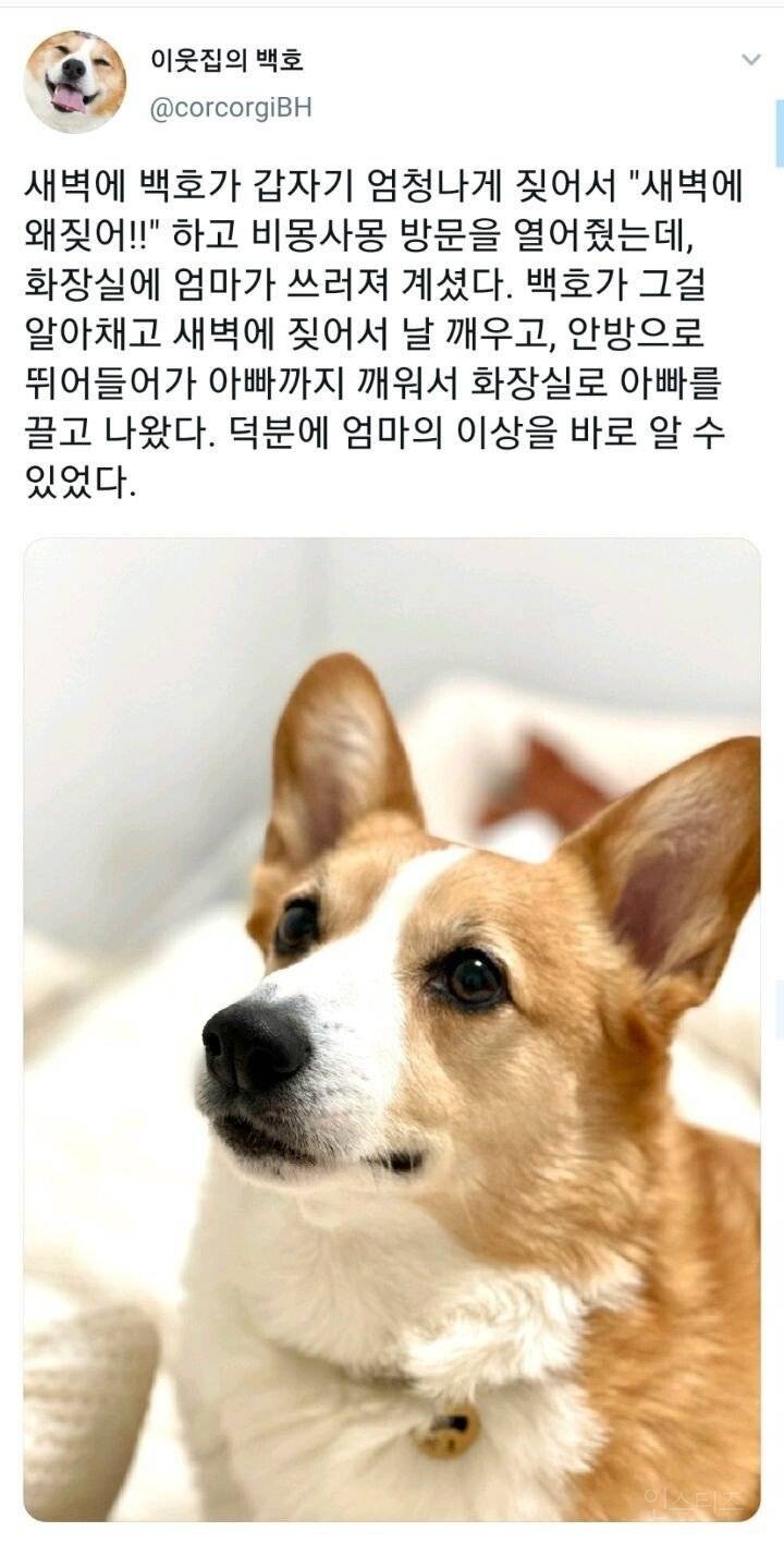 새벽에 갑자기 개가 짖어서 깼더니.. | 인스티즈