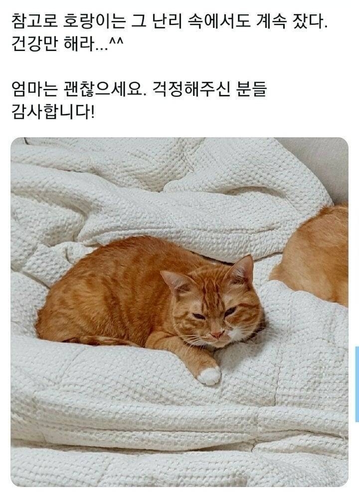 새벽에 갑자기 개가 짖어서 깼더니.. | 인스티즈